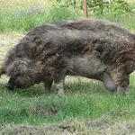 Uma fêmea mangalitsa nos jardins do monastério franciscano de Kadaň, República Tcheca | Foto: Reprodução/Wikimedia Commons