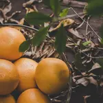 O pedido busca impedir o descarte de milhares de toneladas de laranja no Rio Grande do Sul, agravado pela falta de compradores e queda de preços | Foto: Jcomp/Freepik