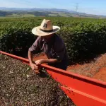 são paulo seguro rural agronegócio produtores rurais