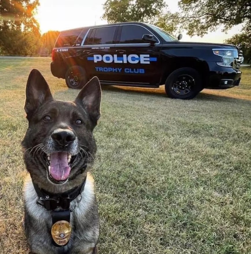 K-9 Indy: certificado em detecção de narcóticos, apreensão de patrulhas, rastreamento e SWAT | Foto: Reprodução/Twitter/X