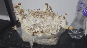 cogumelos alucinógenos venda crime drogas