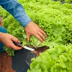 Em A Força do Agro desta terça-feira, 21, o espectador vai descobrir os impactos das mudanças climáticas no cultivo da alface | Foto: Wenderson Araujo/Trilux