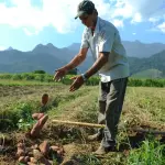 Agricultor durante colheita de batata doce | Foto: Tomaz Silva/Agência Brasil