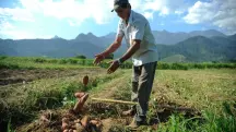 Agricultor durante colheita de batata doce | Foto: Tomaz Silva/Agência Brasil