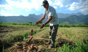 Agricultor durante colheita de batata doce | Foto: Tomaz Silva/Agência Brasil