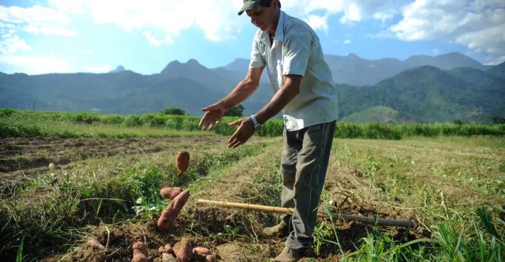 Agricultor durante colheita de batata doce | Foto: Tomaz Silva/Agência Brasil