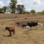 Produtores rurais no Sul do país dizem não ter recursos sequer para alimentar animais | Foto: Fábio Pozzebom/Agência Brasil
