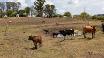 Produtores rurais no Sul do país dizem não ter recursos sequer para alimentar animais | Foto: Fábio Pozzebom/Agência Brasil