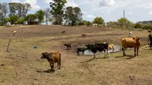 Produtores rurais no Sul do país dizem não ter recursos sequer para alimentar animais | Foto: Fábio Pozzebom/Agência Brasil