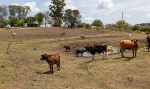 Produtores rurais no Sul do país dizem não ter recursos sequer para alimentar animais | Foto: Fábio Pozzebom/Agência Brasil