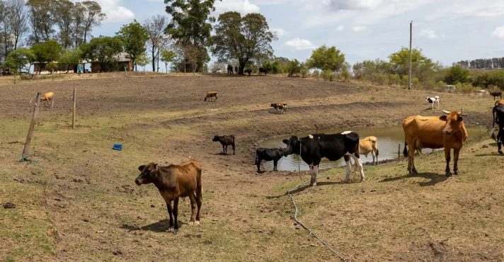 Produtores rurais no Sul do país dizem não ter recursos sequer para alimentar animais | Foto: Fábio Pozzebom/Agência Brasil