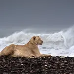 Leões marinhos Namíbia África