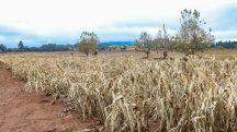 Secas e enchentes afetaram a produção rural e deixaram mais de 65 mil agricultores endividados no Rio Grande do Sul | Foto: Rafa Neddermeyer/Agência Brasil