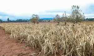 Secas e enchentes afetaram a produção rural e deixaram mais de 65 mil agricultores endividados no Rio Grande do Sul | Foto: Rafa Neddermeyer/Agência Brasil