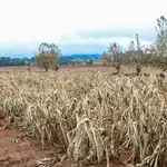Sequência de estiagens no Rio Grande do Sul agravou a situação dos produtores rurais | Foto: Rafa Neddermeyer/Agência Brasil
