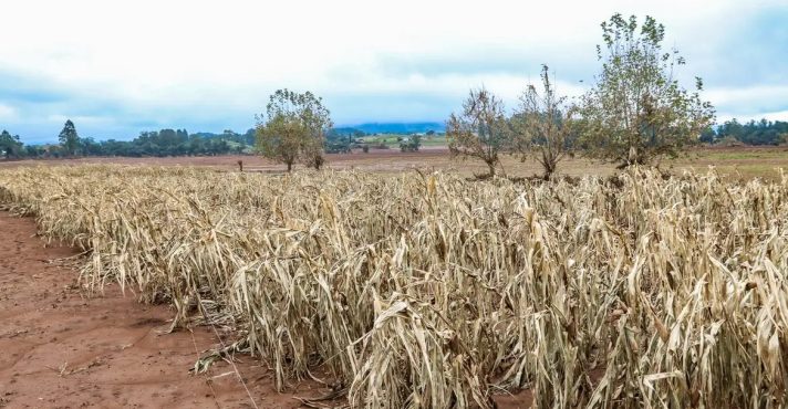 Sequência de estiagens no Rio Grande do Sul agravou a situação dos produtores rurais | Foto: Rafa Neddermeyer/Agência Brasil