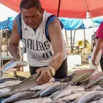 tilápia peixe governo lula proibição agro