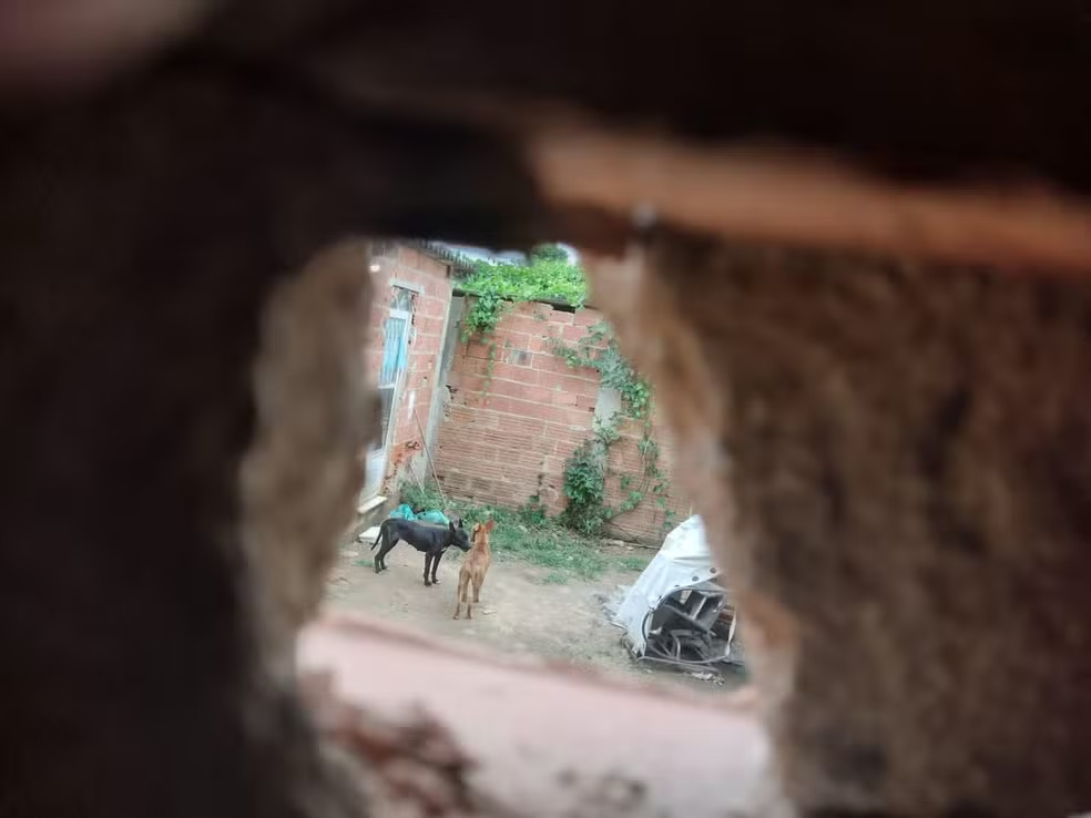 Serial killer: 'estudante' envenenou 14 cães antes de matar pessoas