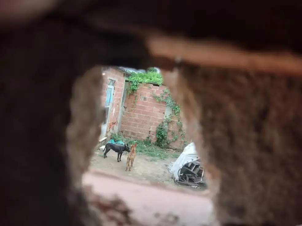 Serial killer: 'estudante' envenenou 14 cães antes de matar pessoas