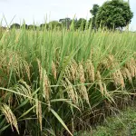 Cultivo sustentável do arroz está sob ameaça, diz agricultor gaúcho | Foto: Agência/Gov