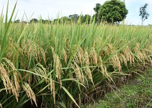 Cultivo sustentável do arroz está sob ameaça, diz agricultor gaúcho | Foto: Agência/Gov