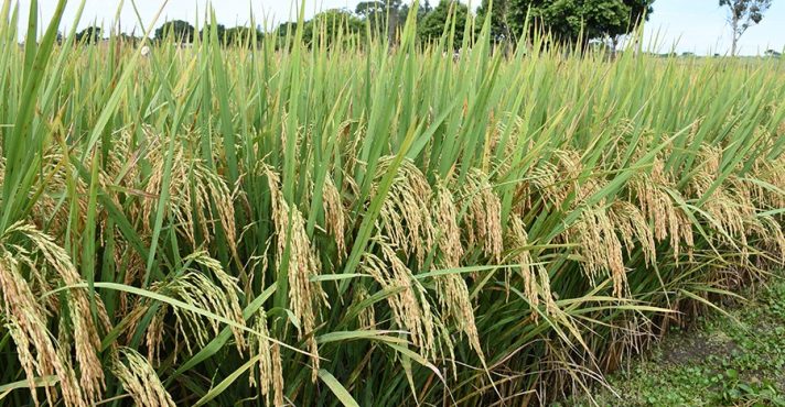 Cultivo sustentável do arroz está sob ameaça, diz agricultor gaúcho | Foto: Agência/Gov