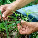 O foco está na inclusão social e na inovação, a fim de se tornar um modelo de agricultura eficiente e sustentável, com potencial de expansão para outras regiões do país | Foto: Reprodução/Wikimedia Commons