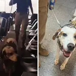 Inspeção cpmi inss