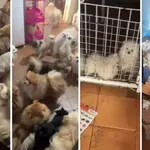 Confinados em casa com apenas três cômodos, animais não tinham alimentação adequada, segundo a perícia | Foto: Divulgação/PMSP