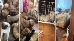 Confinados em casa com apenas três cômodos, animais não tinham alimentação adequada, segundo a perícia | Foto: Divulgação/PMSP