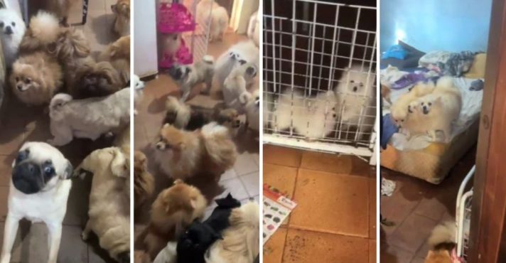Confinados em casa com apenas três cômodos, animais não tinham alimentação adequada, segundo a perícia | Foto: Divulgação/PMSP