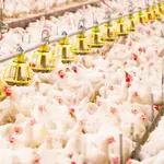 frango-china-brasil-Comunicação Sistema FAEP
