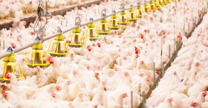 frango-china-brasil-Comunicação Sistema FAEP