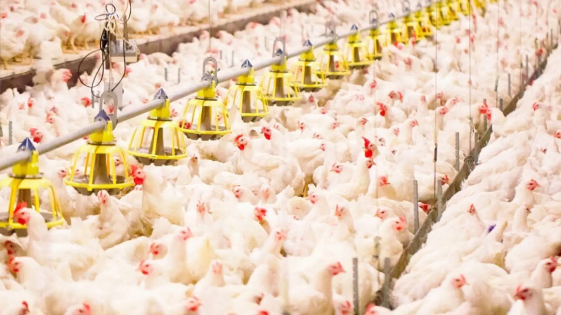 frango-china-brasil-Comunicação Sistema FAEP