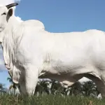 Vaca nelore Donna Fiv Ciav | Foto: Reprodução