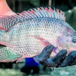 A tilápia é uma espécie exótica, ou seja, não é natural do Brasil | Foto: Reprodução/Gov.br