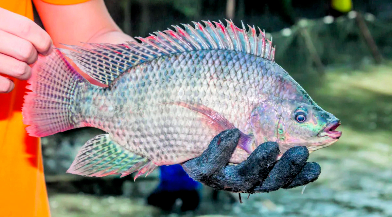 A tilápia é uma espécie exótica, ou seja, não é natural do Brasil | Foto: Reprodução/Gov.br