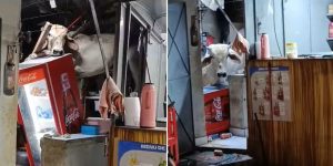 vaca-cai-ceara