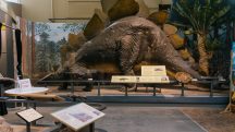 Museu da Terra em Ithaca, Nova York | Foto: Reprodução/The New York Times