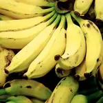 Agricultores do Vale do Ribeira serão os principais prejudicados pela importação de banana | Foto: Reprodução/Flickr