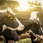 Projeções para 2026 apontam equilíbrio no volume de produção entre Brasil e EUA | Foto: Reprodução/Redes sociais