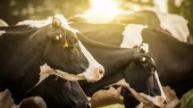 Projeções para 2026 apontam equilíbrio no volume de produção entre Brasil e EUA | Foto: Reprodução/Redes sociais