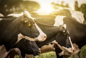 Projeções para 2026 apontam equilíbrio no volume de produção entre Brasil e EUA | Foto: Reprodução/Redes sociais