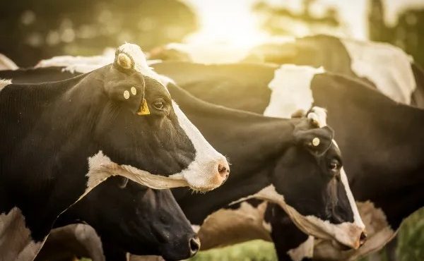 Projeções para 2026 apontam equilíbrio no volume de produção entre Brasil e EUA | Foto: Reprodução/Redes sociais