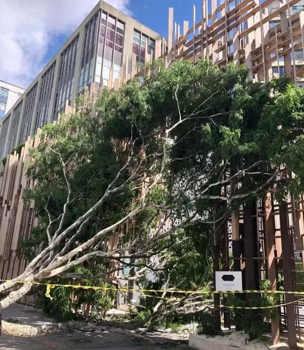 ventania São Paulo