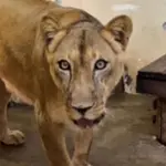 Zoológico em João Pessoa (PB) onde rapaz foi morto por leoa reabre