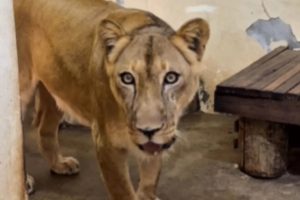 Zoológico em João Pessoa (PB) onde rapaz foi morto por leoa reabre