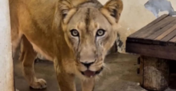 Zoológico em João Pessoa (PB) onde rapaz foi morto por leoa reabre