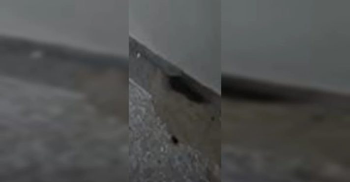 Ratos são vistos em centro cirúrgico de Brasília | Foto: Metrópoles/Reprodução
