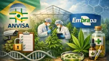 Em A Força do Agro desta quarta-feira, 7, o espectador vai entender o que muda com a liberação da Anvisa para pesquisas com Cannabis sativa | Foto: Divulgação/Oeste | Imagem criada com o auxílio de inteligência artificial
